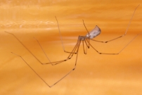 Le Pholque phalangide. Une femelle (Araneae - Pholcidae - Pholcus phalangioides)